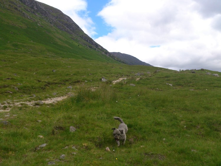 McGrory the Dug - unsung hero of the Ben Nevis Huddle 2014!